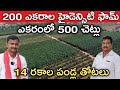 200 ఎకరాల్లో ఇజ్రాయిల్ మోడల్ వ్యవసాయం | High Density Farming