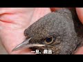 野鳥の雛を救出したら、思わぬ反応…！