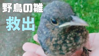 野鳥の雛を救出したら、思わぬ反応…！