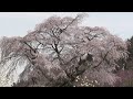 又兵衛桜　満開　２０１４年　（その９）