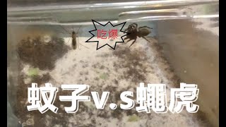 【尤達\u0026小鼠】—蠅虎捕食蚊子過程 (0:20) (A spider hunts a mosquito)