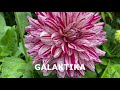 ГЕОРГИНЫ в МОЕМ САДУ Сорта с названиями dahlia varieties in my garden in london 2020