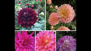 ГЕОРГИНЫ в МОЕМ САДУ Сорта с названиями  DAHLIA VARIETIES in my garden in London 2020