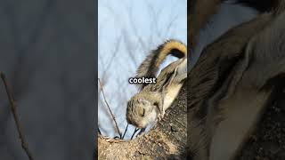 Amazing Facts About the Siberian Flying  Squirrel  #wildlife #facts #animals #youtubeshorts #nature