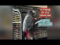 gizmo the african grey parrot is full of sass