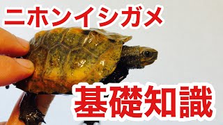 在来種ニホンイシガメの特徴をご紹介！