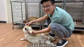 怀孕40天的柴犬，主人隔着肚皮竟然能摸到胎动，猜猜能生几只呢？