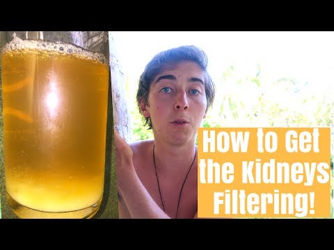 How to Get Your Kidneys Filtering How to Get Your Kidneys Filtering