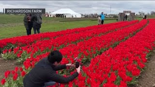 Florecen los tulipanes en la granja Richardson