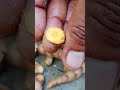 turmeric stems.. మట్టిలోంచి తీసిన పచ్చి పసుపు కొమ్ములు.. ఉడకబెట్టి.. ఎండబెట్టి.. దంచితే పసుపు ready