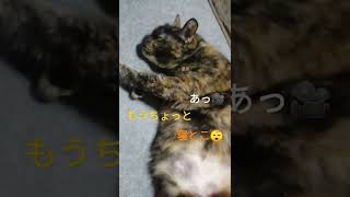 [サビ猫]また撮ってるし🙄癒しのひととき#猫 #ねこ #funny cats