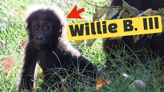 The Incredible Story of Willie B. III, the Gorilla