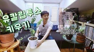 유칼립투스 키우기 (코알라 집착증세...). Eucalyptus baby blue