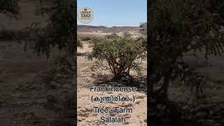 Frankincense (കുന്തിരിക്കം) Tree Farm Salalah | first time experience