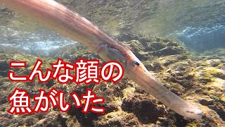 念願のヘラヤガラ、２匹同時出現！trumpet fish ノーカットVer．