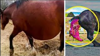 The farmers couldn't stop screaming when they realized what this horse gave birth to