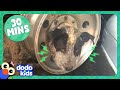Dog Stuck In Tire And More Incredible Animal Rescues! | 30 Minutes Of Animal Videos | Dodo Kids