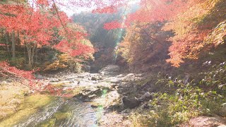 渓谷に映える奥津渓の紅葉が見頃　楽しんだ後は温泉でゆっくり　岡山・鏡野町