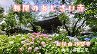 長尾の里 あじさい寺