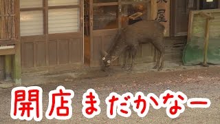 奈良公園　朝、開店準備を待つ鹿さんたち