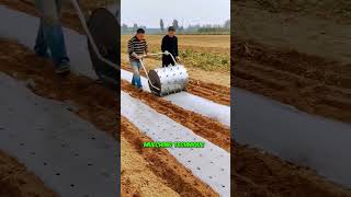 কৃষি কাজের নতুন এক পদ্ধতি | Mulching Technique #shorts