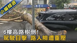 #獨家 6樓高路樹倒! 駕駛目擊 路人險遭重壓｜TVBS新聞