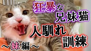 激しく噛みつき引っかく元野良で兄妹猫の人馴れ訓練　～妹編～