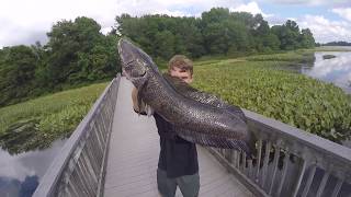 Fishing for Giant Snake head and Bowfin + Flathead Catfish on Keitechs