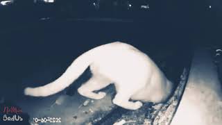 Snake Eat Cat || Ular Makan Kucing