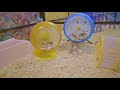 买仓鼠后续 roborovski hamster