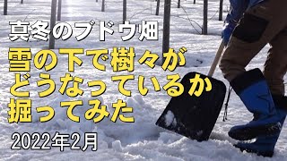 雪の下でブドウの樹々がどうなっているか掘ってみた/真冬の小樽の畑にて 2022年2月