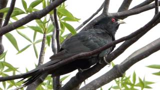 Eastern (Common) Koel male calling.