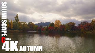 秋の紅葉 鳥のさえずりと池の音 | C4K Binaural ASMR