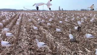 Snow Goose Conservation Hunts: The Future of Hunting?