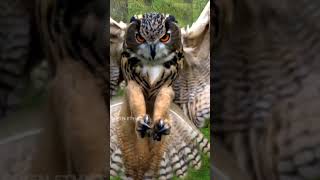 How are owl eyes and human eyes different ? | அந்தைகளுக்கு பக்கத்து பார்வை தெரியாதா !!