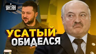 Лукашенко назвал Зеленского "гнидой" и бросил ему вызов - Шейтельман объяснил