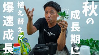 親木用にパキポを植え替え。