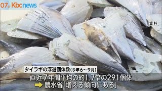 休漁続く有明海のタイラギ「浮遊幼生」が増加傾向