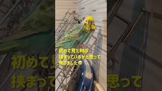 【面白いインコ動画】洗濯ハンガーでセルフカキカキをするセキセイインコ #shorts