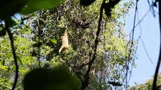 Gibbons In Khao Yai