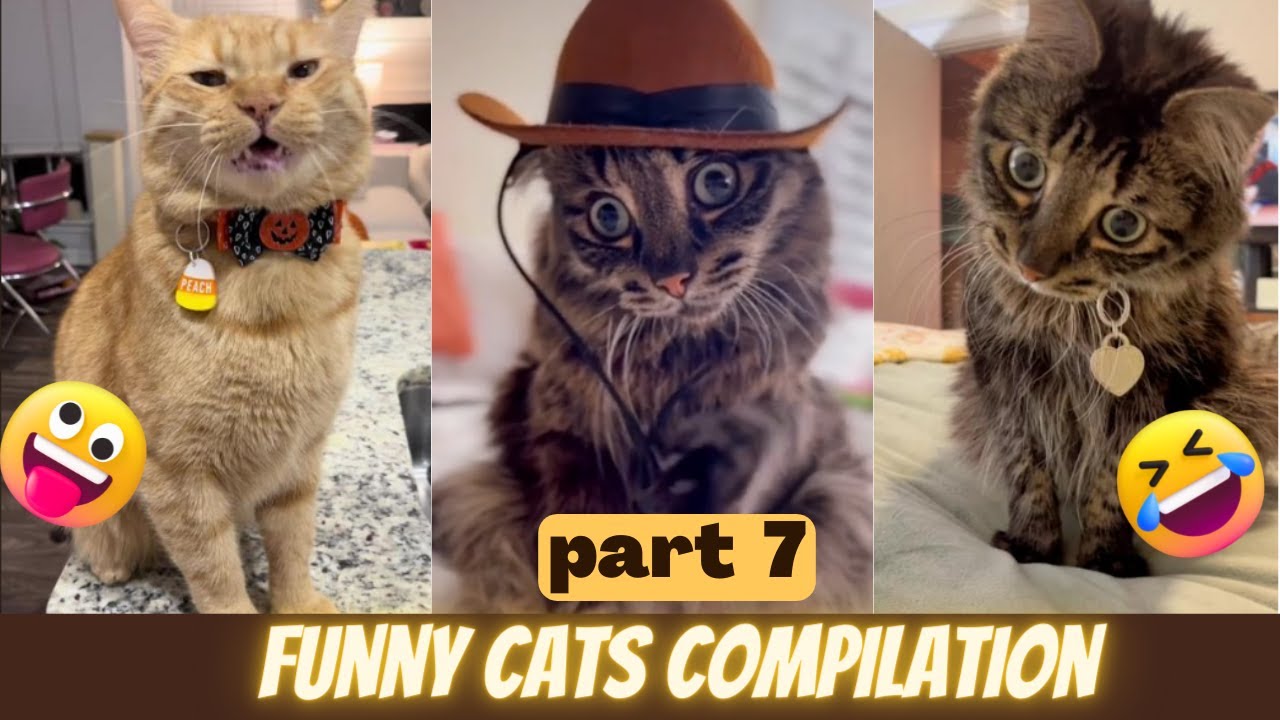 Cutest And Funniest Cats Ever Funny Cat Compilation Youtube