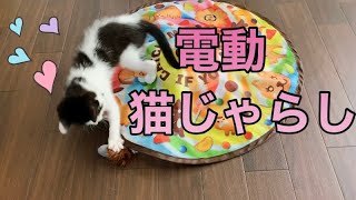 電動猫じゃらしで遊ぶ【買ってよかった】