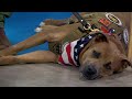 From stray to presidential candidate: Meet Rocky, a service dog in training at K9s for Warriors