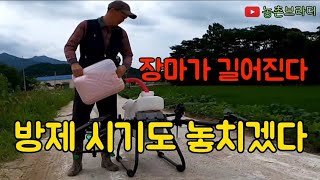 벼 농사에 자가 드론이 있다면? 장마에 병충해가 심각해지는데? 방제는 언제 한다니? SG-24 드론 1년차 벼 방제 작업!