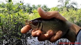 mencoba ulang umpan ikan tembang dan hasil nya 😮😮