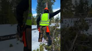 Cutting trees down in the winter 🌲#tree #treefelling #felling #trees #cuttingtrees #treecutting