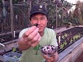 scarlet runner beans growing and harvesting