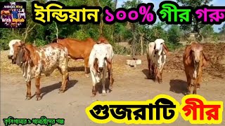 পিউর ১০০% গুজরাটি গীর গরুর খামার/বীজ/বাচ্চা🐂Indian 100% Gir semen//Bull//Gir Baby