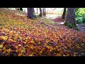 富山癒しの風景シリーズ【高岡古城公園の紅葉】（高岡市）