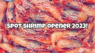 Spot Shrimp opener Puget sound!